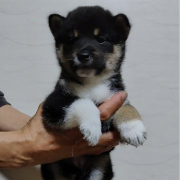 柴犬(標準サイズ)【石川県・女の子・2024年6月1日・黒】の写真「あか✕あかで生まれてた黒
めっちゃ可愛いよ❤️」