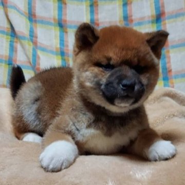 柴犬(標準サイズ)【石川県・男の子・2023年12月19日・赤】の写真「柴犬らしさバツグン🐕
凛としたオス🥳」