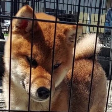 柴犬(標準サイズ)【石川県・女の子・2023年11月30日・赤】の写真「凛としたお顔だち😀」