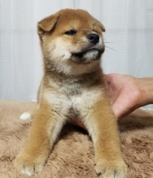 柴犬(標準サイズ)【石川県・男の子・2020年7月28日・赤】の写真「赤１枚の綺麗なオス♂」