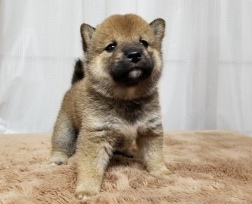 柴犬(標準サイズ)【石川県・男の子・2020年9月30日・赤】の写真「コロコロの甘えん坊❤」