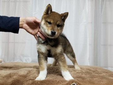 柴犬(標準サイズ)【石川県・男の子・2020年1月25日・胡麻】の写真「とてもキレイな胡麻の男の子♂」