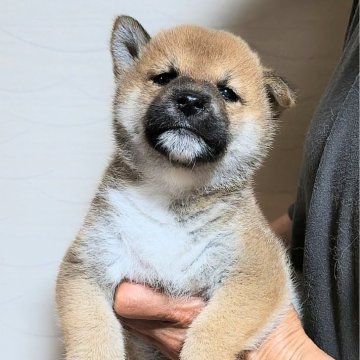 柴犬(標準サイズ)【石川県・男の子・2024年6月1日・あか】の写真「他の犬舎の犬と見比べれば
わらると思うよ☝️」