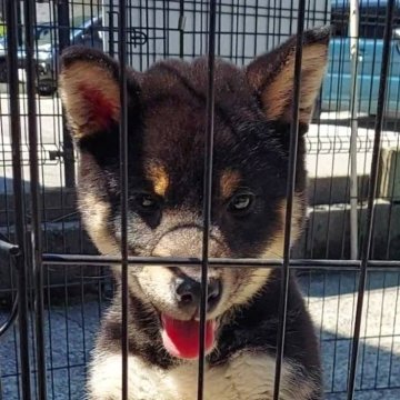 柴犬(標準サイズ)【石川県・女の子・2023年12月19日・黒】の写真「元気いっぱい❤️
綺麗なお顔してます😊
　」