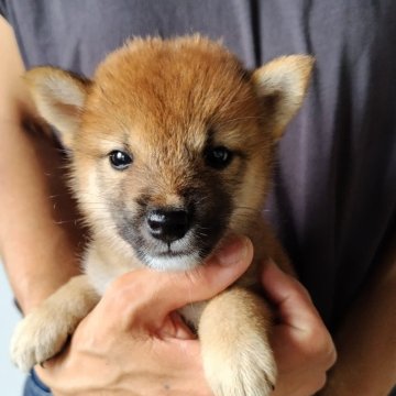 柴犬(標準サイズ)【石川県・女の子・2024年7月17日・あか】の写真「超オチビちゃん😍
能登地震復興イベント🙋」