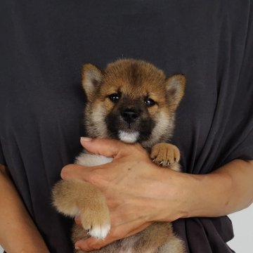 柴犬(標準サイズ)【石川県・男の子・2024年7月17日・あか】の写真「悪ガキ🤣🤣
能登地震復興イベント中🙇」