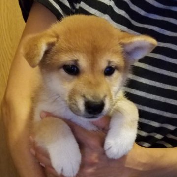 柴犬(標準サイズ)【石川県・女の子・2021年6月10日・赤毛】の写真「べっぴんさん🍒」