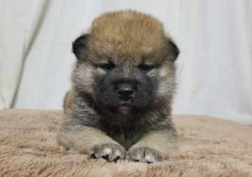 柴犬(標準サイズ)【石川県・男の子・2019年5月3日・赤】の写真「赤一枚の綺麗な雄の子犬です。」