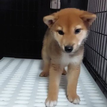 柴犬(標準サイズ)【石川県・男の子・2024年6月13日・あか】の写真「イベント中なのでこのお値段
当犬舎独特の個性顔🥰」