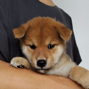 柴犬(標準サイズ)【石川県・男の子・2024年7月17日・あか】の写真「当犬舎人気ナンバーワンの顔立ち💮
頑張ろう能登☝」