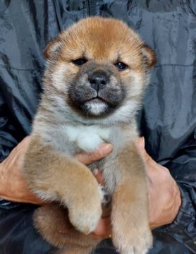 柴犬(標準サイズ)【石川県・男の子・2020年11月4日・赤】の写真「凛とした顔立ちの男の子
クリスマスプレゼントに❤」