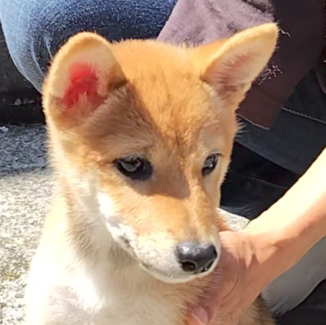 柴犬(標準サイズ)【石川県・女の子・2024年6月1日・赤】の写真「元気いっぱい
べっぴんさん🍒」