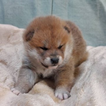 柴犬(標準サイズ)【石川県・男の子・2022年4月27日・赤】の写真「三兄弟の男の子🥰
綺麗な赤毛‼️」