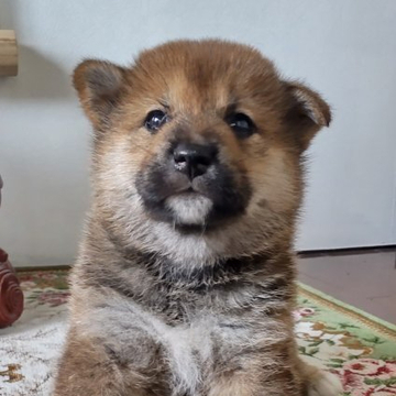 柴犬(標準サイズ)【石川県・男の子・2022年5月1日・赤】の写真「ガアッリ雄顔❤️
私の好きなタイプ👌」