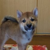 柴犬(標準サイズ)