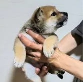 柴犬(標準サイズ)【石川県・女の子・2024年6月1日・赤】の写真2「横からポーズ💐💐」