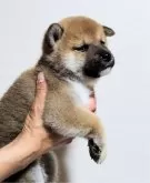 柴犬(標準サイズ)【石川県・男の子・2024年6月1日・あか】の写真2「横からもポーズ❤️」