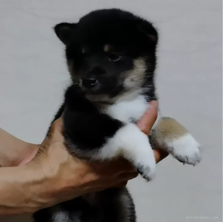 あか✕あかで生まれてた黒, めっちゃ可愛いよ❤️ | 柴犬(標準サイズ)