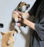 柴犬(標準サイズ)【石川県・女の子・2024年6月1日・赤】の写真3「返せ私の娘🤣🤣🤣お母さんと一緒にハイポーズ❤️」