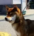 柴犬(標準サイズ)【石川県・男の子・2021年9月21日・赤】の写真5「お父さん　犬舎におります。遺伝子検査クリアしております🍒」