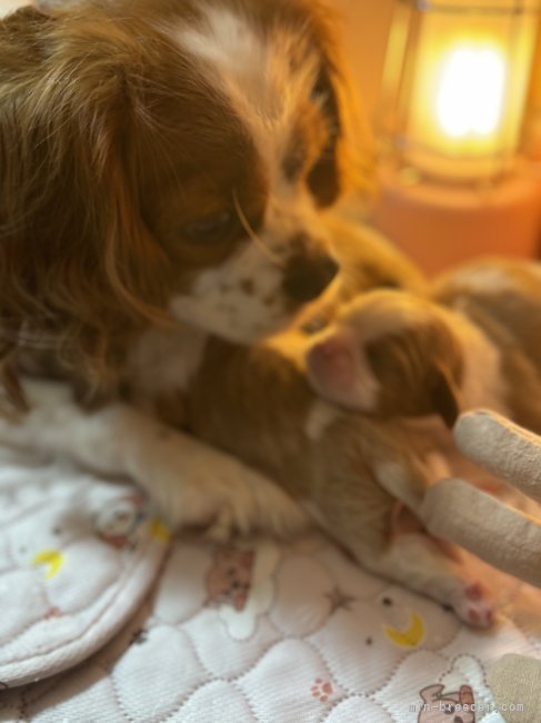 卒業まで母犬と過ごし犬社会や兄弟で学び合い成長していけるようにしてます⭐︎｜中島　妙子(なかしま　たえこ)ブリーダー(福岡県・キャバリア・JKC登録)の紹介写真9