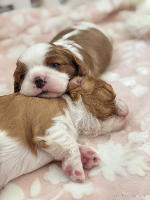卒業まで母犬と過ごし犬社会や兄弟で学び合い成長していけるようにしてます⭐︎｜中島　妙子(なかしま　たえこ)ブリーダー(福岡県・キャバリア・JKC登録)の紹介写真9