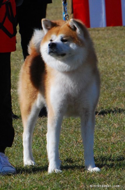 受賞犬紹介 みんなのブリーダー