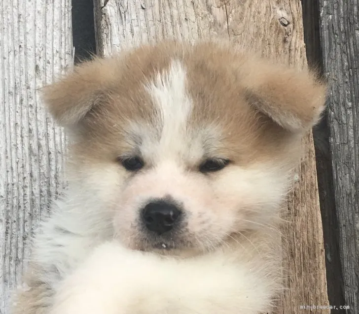 ちょん 様のお迎えした子犬