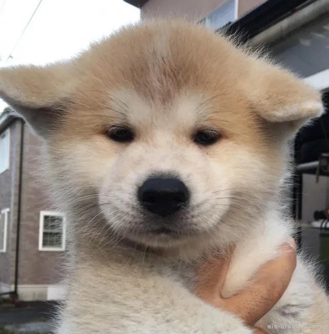 秋田犬【北海道・男の子・2021年8月22日・綺麗な赤毛】の写真1