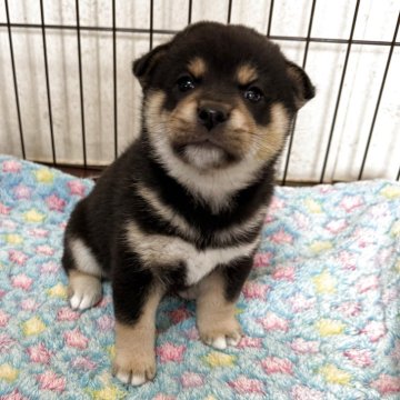 柴犬(豆柴)【鹿児島県・男の子・2025年9月12日・黒毛】の写真「素敵な男の子」