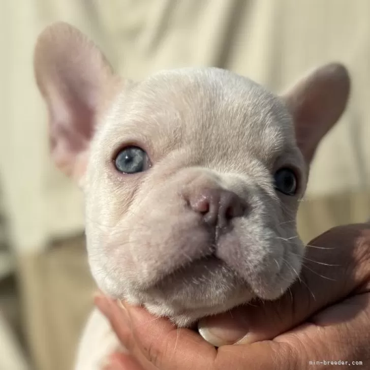 E.K 様のお迎えした子犬