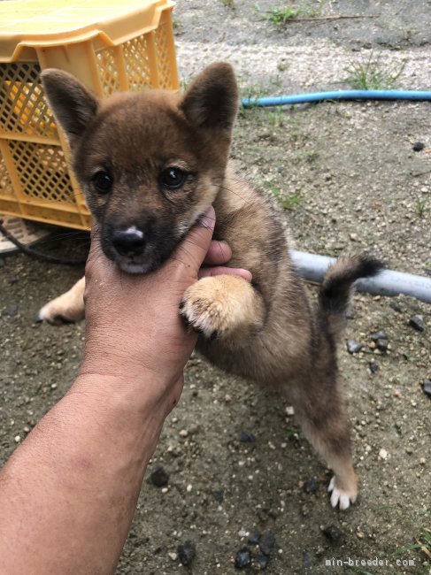 豆柴 女の子 ゴマ 19 06 11生まれ 愛媛県 子犬id 1907 元気いっぱいです みんなのブリーダー