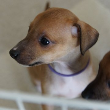 イタリアングレーハウンド【東京都・女の子・2016年1月12日・レッド】の写真「母犬：JKCチャンピオン　控えめな子です！」