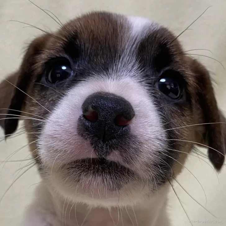 ましろ 様のお迎えした子犬