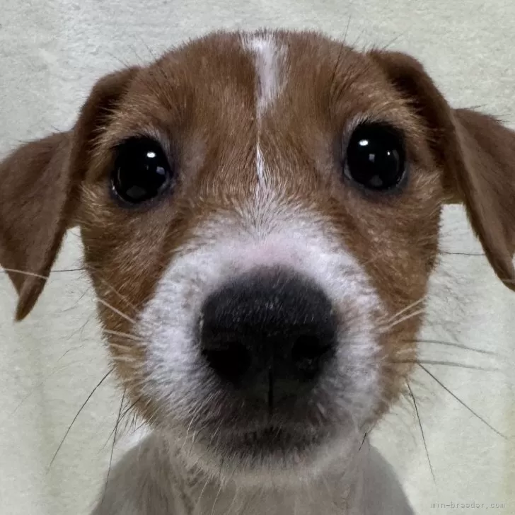 くらくら 様のお迎えした子犬