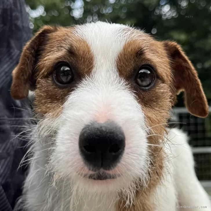 ぴーよろ 様のお迎えした子犬