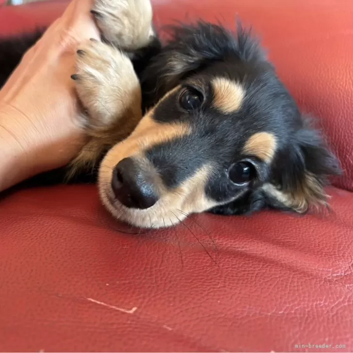 y 様のお迎えした子犬