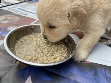 全国の紀州犬のブリーダーのブログ特集 みんなのペットライフ