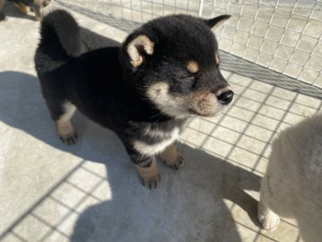 山梨県の紀州犬のブリーダーのブログ特集 3ページ目 みんなのペットライフ