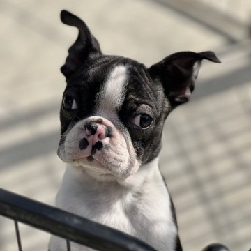 鼻ぺちゃ犬がかわいい！ 人気のブサカワ短頭種を紹介します♪｜みんなのブリーダー