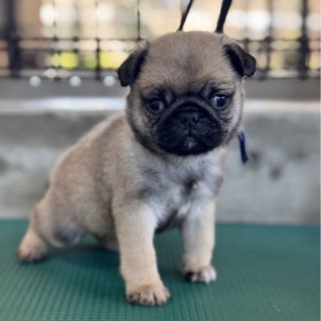 パグ【山梨県・男の子・2025年2月26日・フォーン】の写真「6頭兄弟✨可愛い子犬生まれました✨」