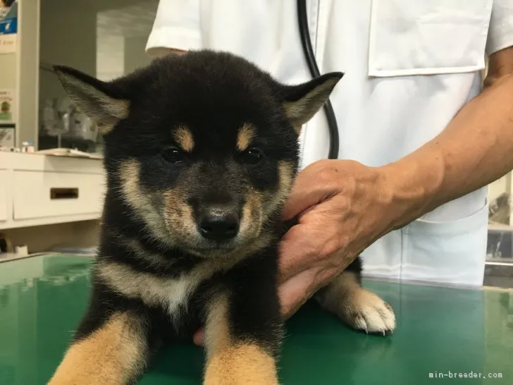 柴犬(標準サイズ)【山梨県・男の子・2017年7月19日・黒】の写真1