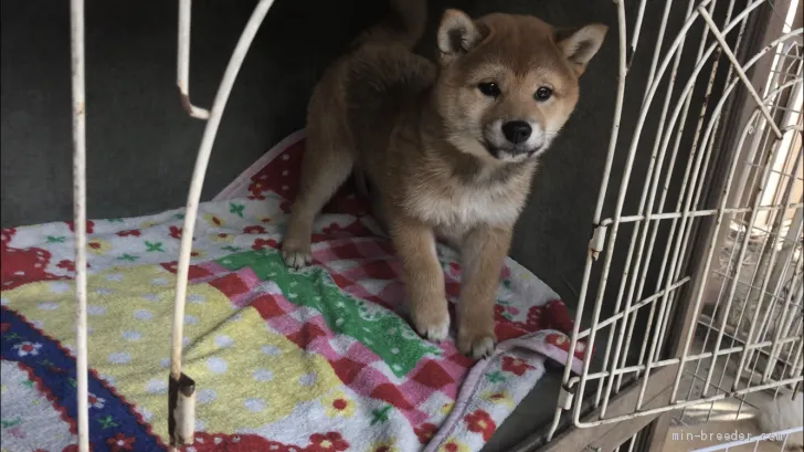 柴犬(標準サイズ)【山梨県・女の子・2019年1月29日・赤】の写真1