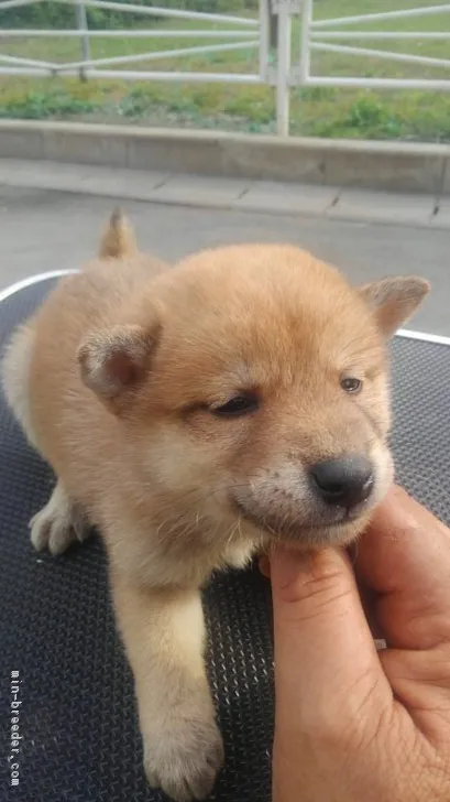 柴犬(標準サイズ)【山梨県・男の子・2017年9月2日・赤】の写真1