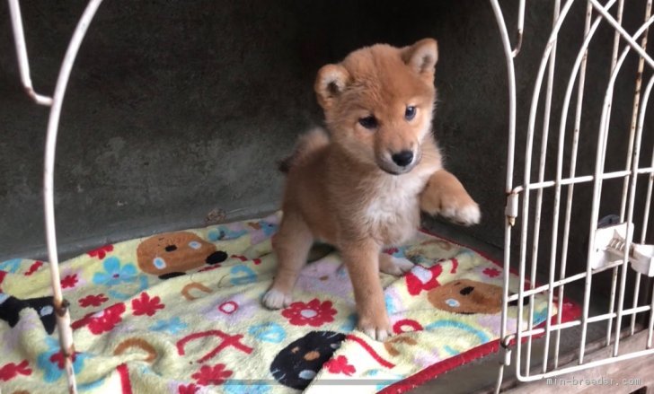 子犬をお迎えいただいたお客様の声 口コミ 評判 全71 966件中 51 181 51 210件目を表示 みんなのブリーダー みんなのブリーダー