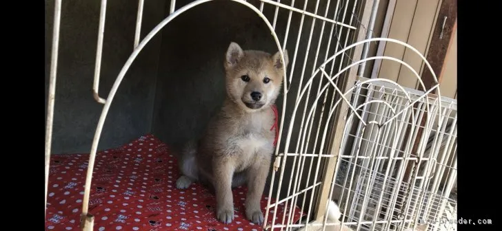 柴犬(標準サイズ)【山梨県・男の子・2018年10月24日・赤】の写真1