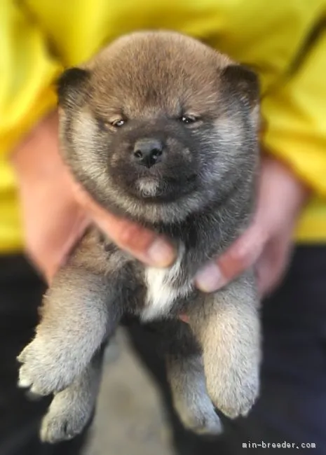 柴犬(標準サイズ)【山梨県・男の子・2017年11月11日・黒】の写真1