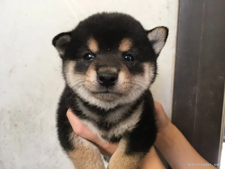 柴犬(標準サイズ)【山梨県・男の子・2017年7月19日・黒】の写真1