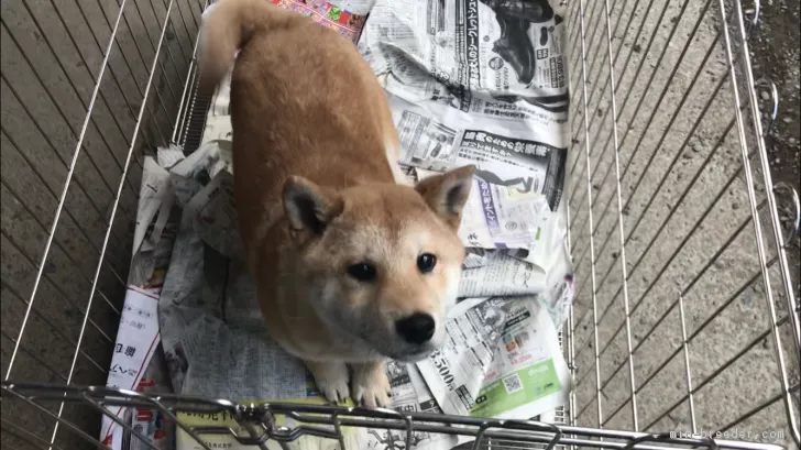 柴犬(標準サイズ)【山梨県・男の子・2018年10月16日・赤】の写真1「写真撮影日2月21日」