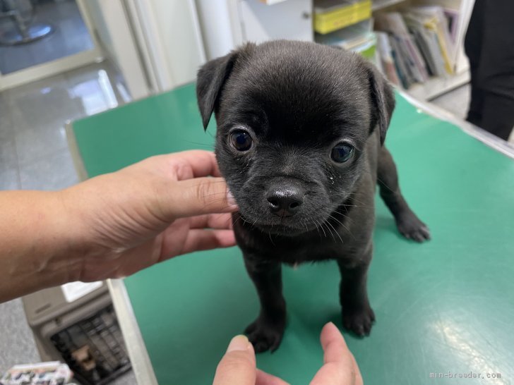 チワワ パグ 山梨県 男の子 年9月11日 黒 大人しい性格の男の子 みんなのブリーダー 子犬id 10